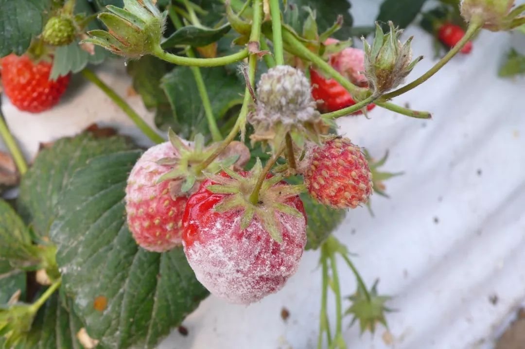 草莓白粉病防治方法