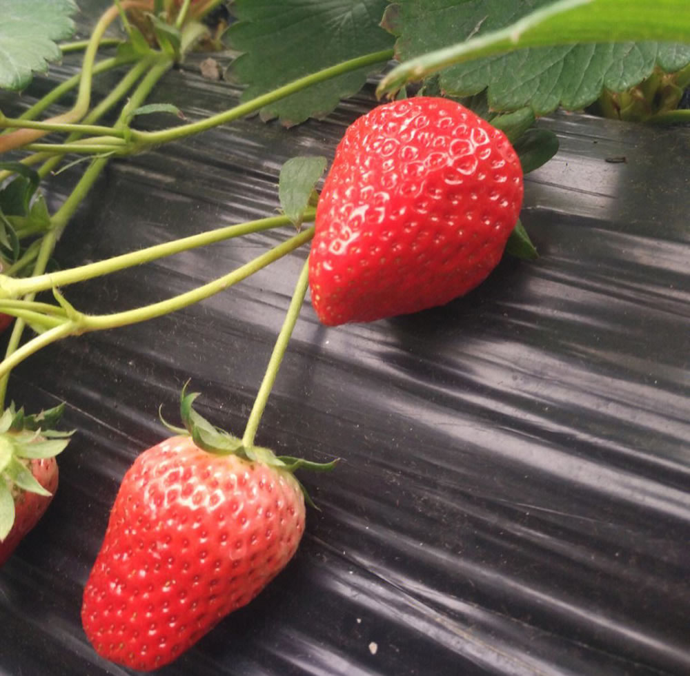 红颜草莓品种简介