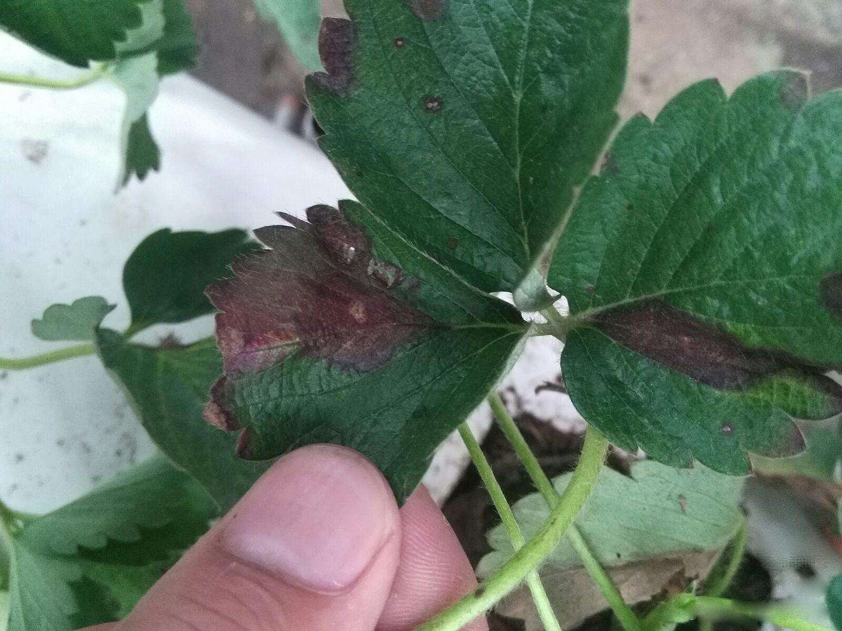 草莓V型褐斑病防治方法