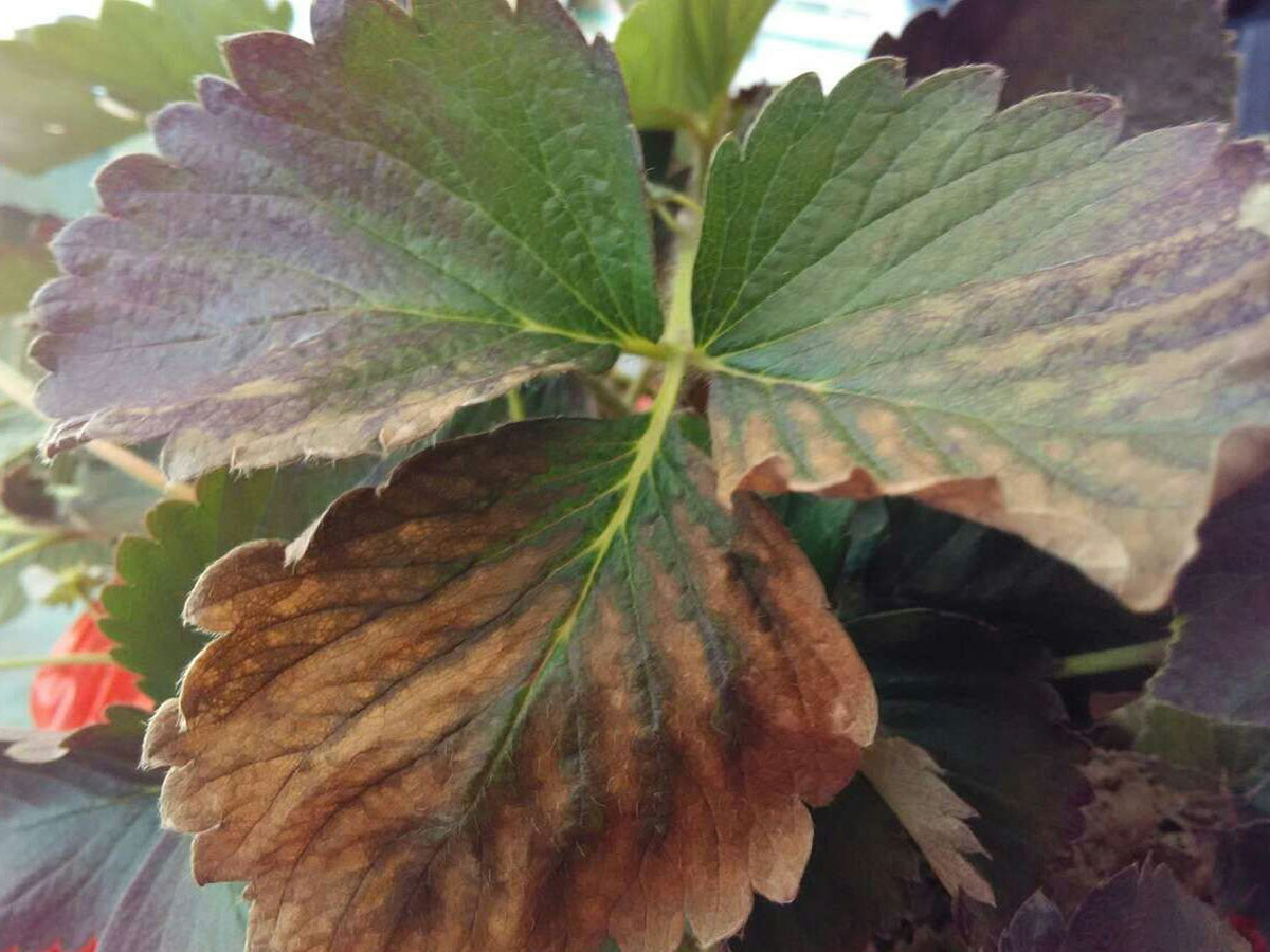 草莓V型褐斑病防治方法